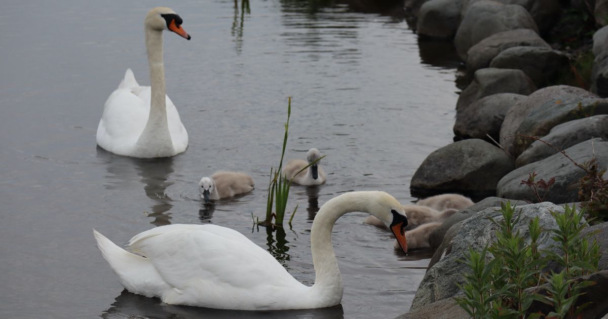 Swans Hatched