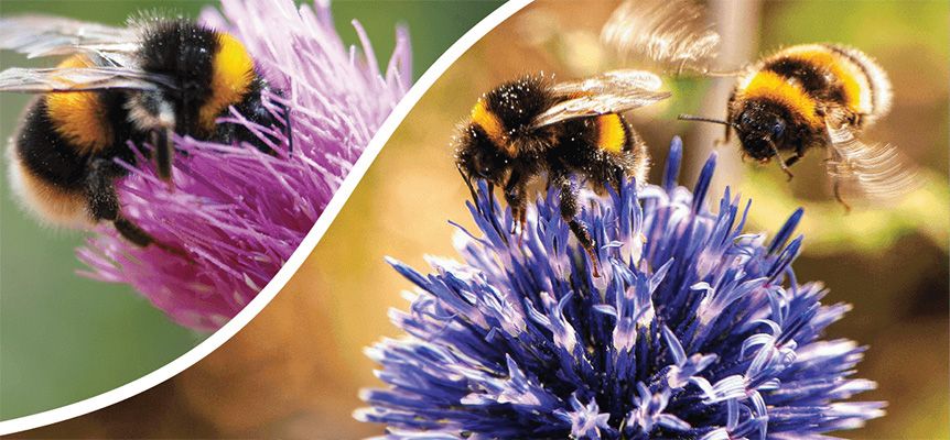 Kerry Wild Bee Festival 2024