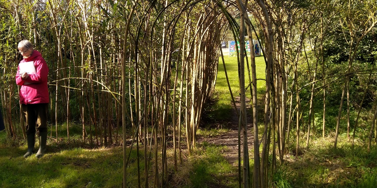 Willow as Teacher of Resilience