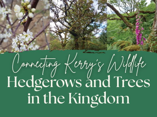 Connecting Kerry’s Wildlife: Hedgerows & Trees in the Kingdom