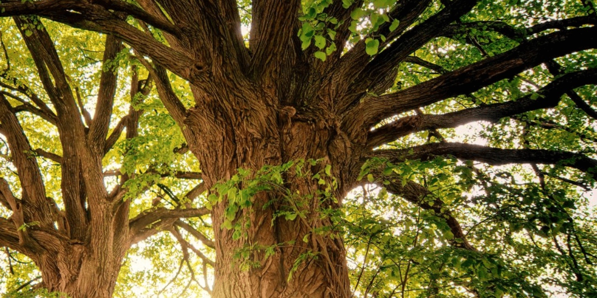 Ballyseedy Woods Walk on 8th February 2026