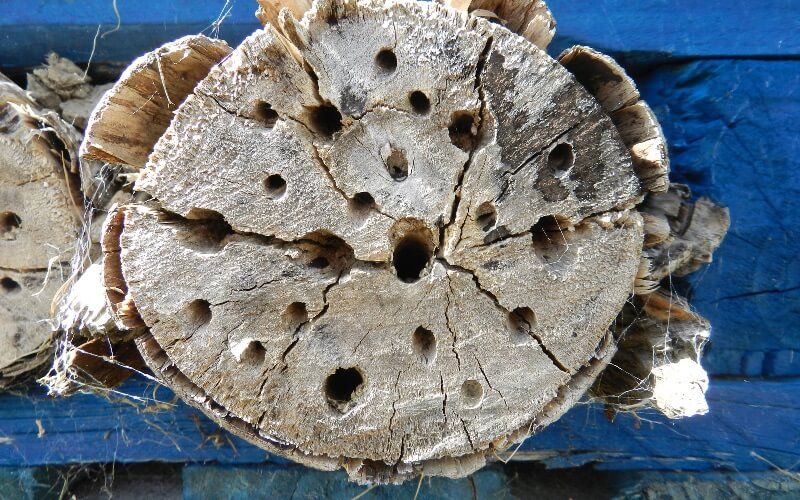 Bee, Bug & Insect Hotel