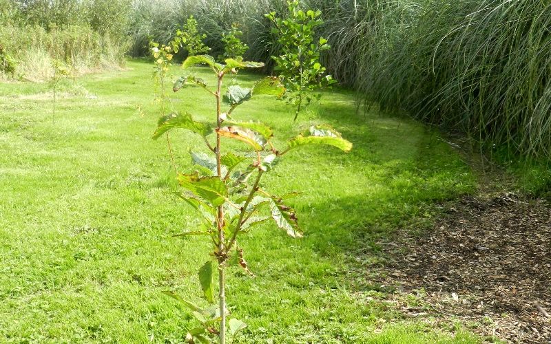 Planted Trees with Transition Kerry