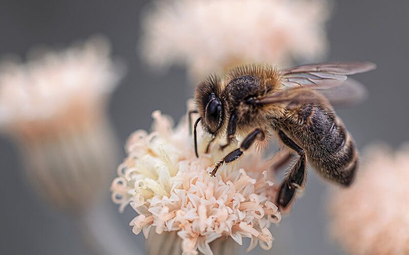 2019 Year of the Bee 