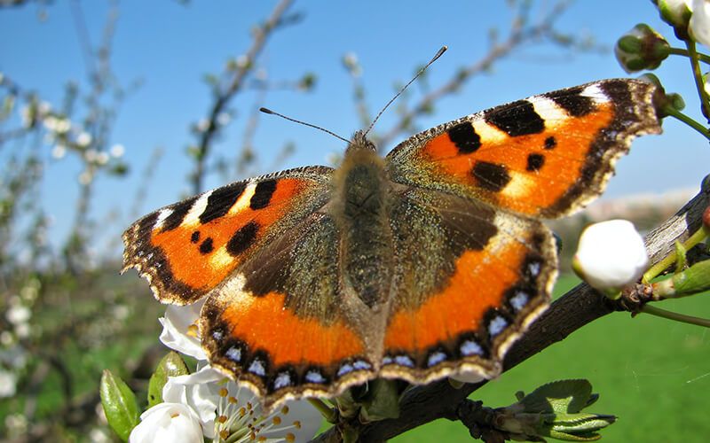 2020 Year of the Butterfly 