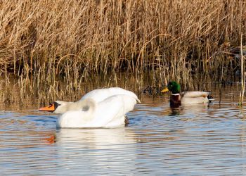 Nature Reserve - Tralee Bay Wetlands (5)