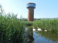 The Viewing Tower -5, Tralee Bay Wetlands