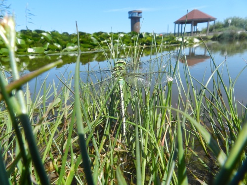 Female Emperor Dragonfly on the pond