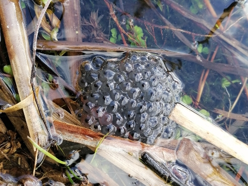 frog spawn