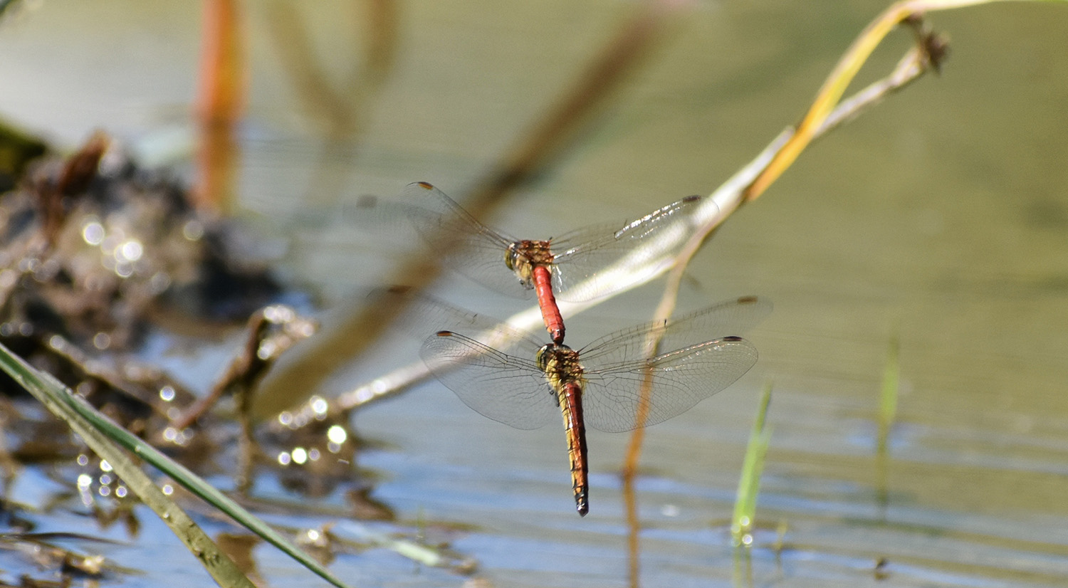 Nature Tours at Tralee Bay Wetlands