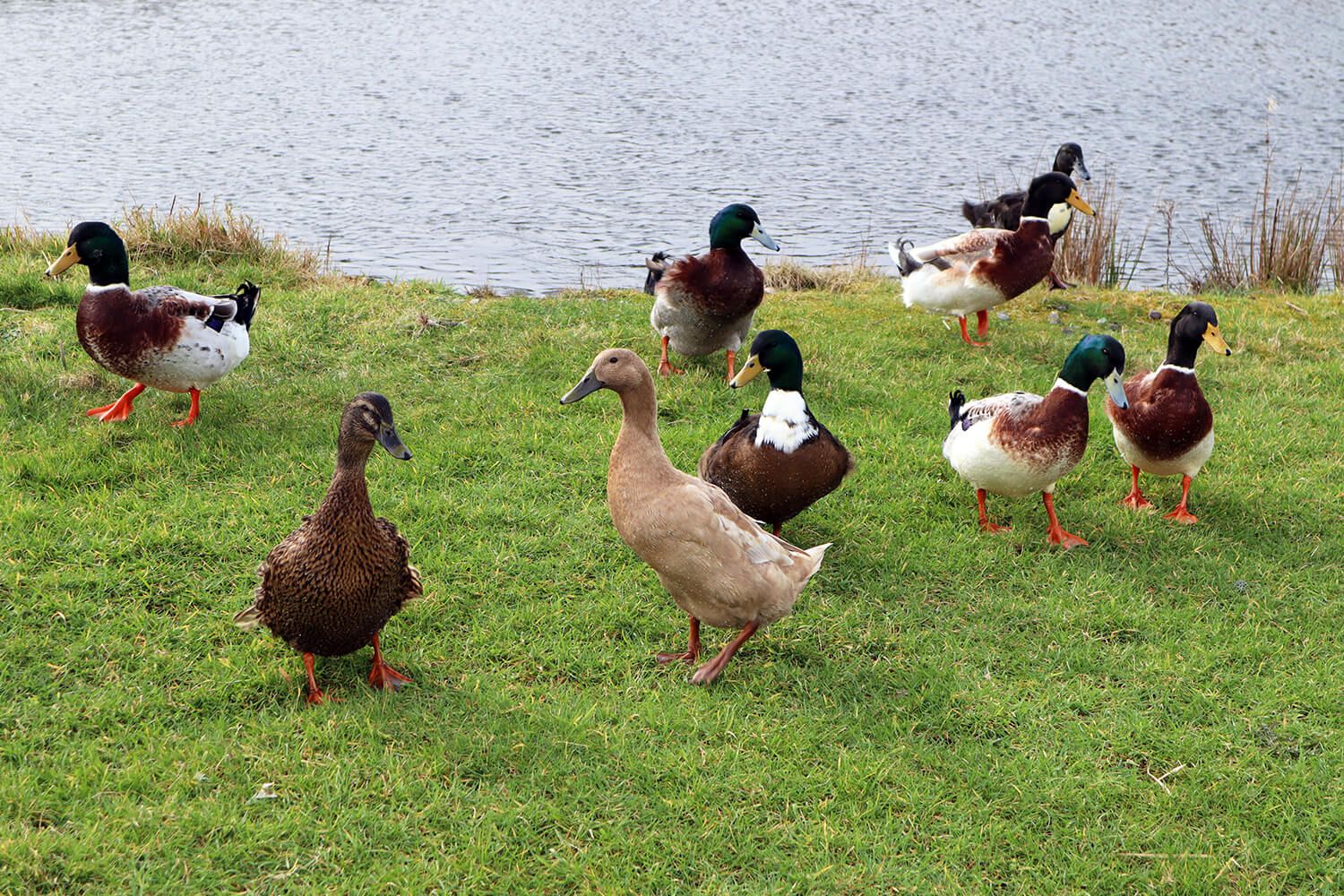 Self-Guided Tour at Tralee Bay Wetlands