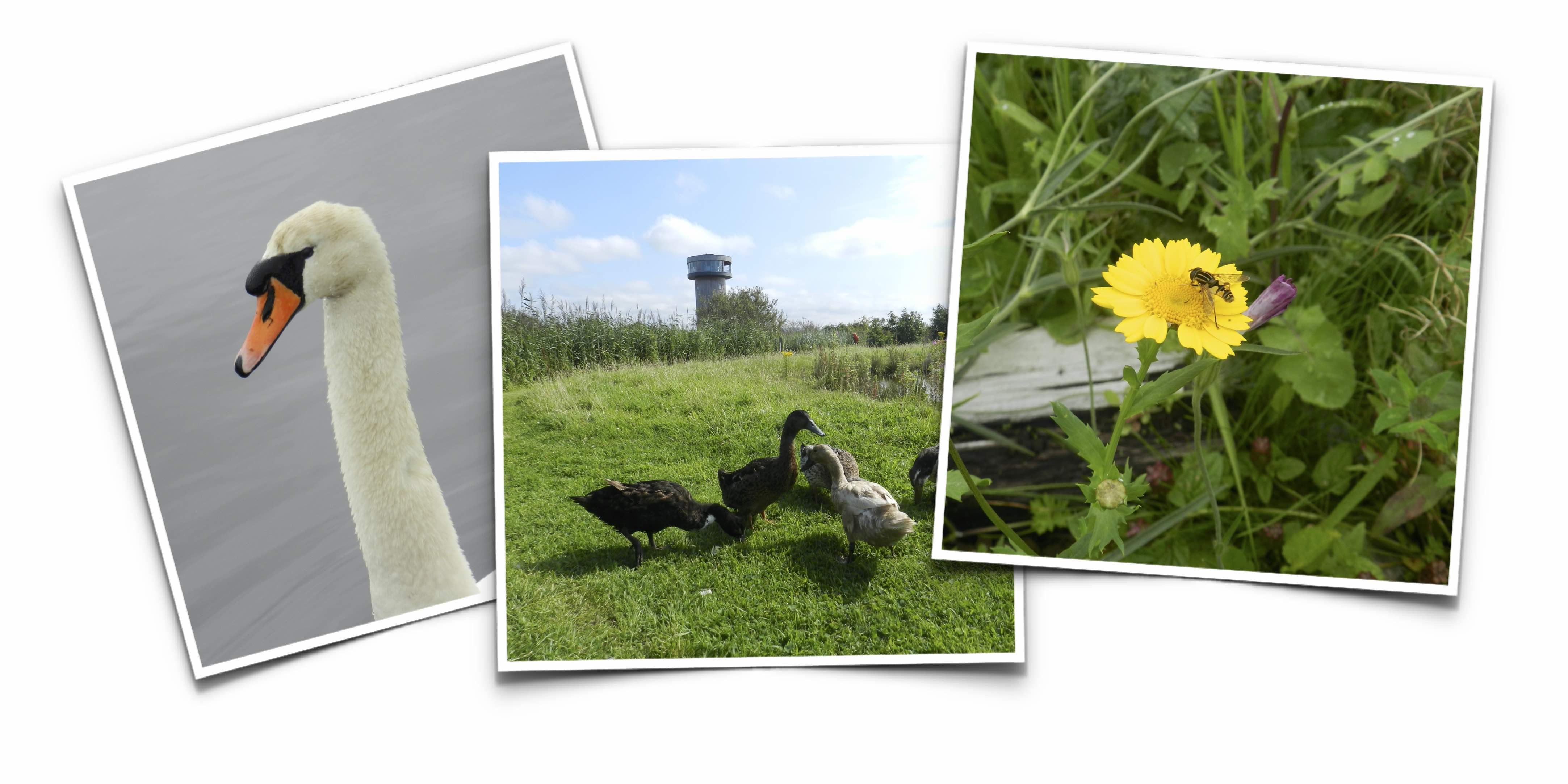 Tralee Bay Wetlands Collage1
